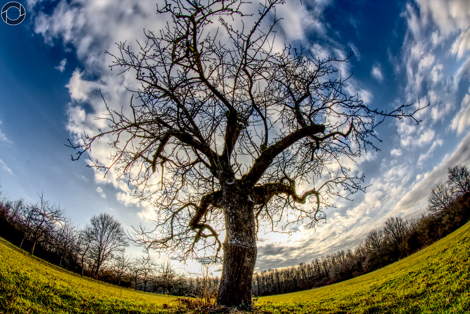 Tree fisheye