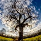 Tree fisheye