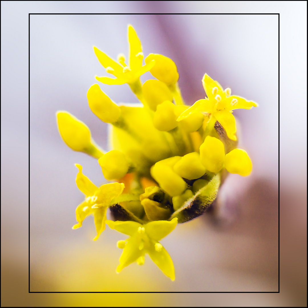 Tree Flower