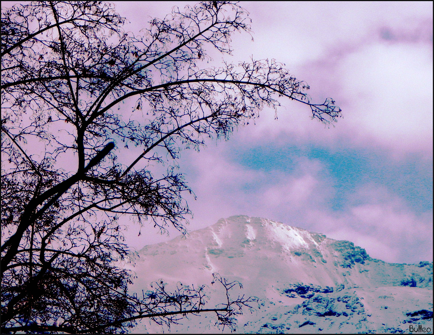 Tree for Snow.