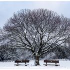 Tree for the lonely boy