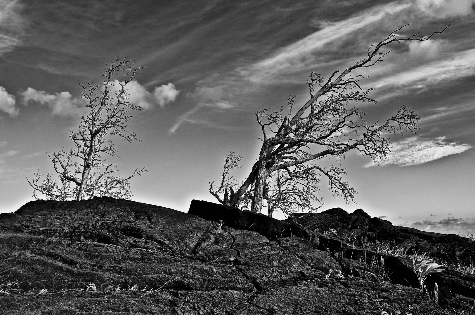 Tree formed by the wind...