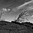 Tree formed by the wind...