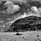 Tree formed by the wind II