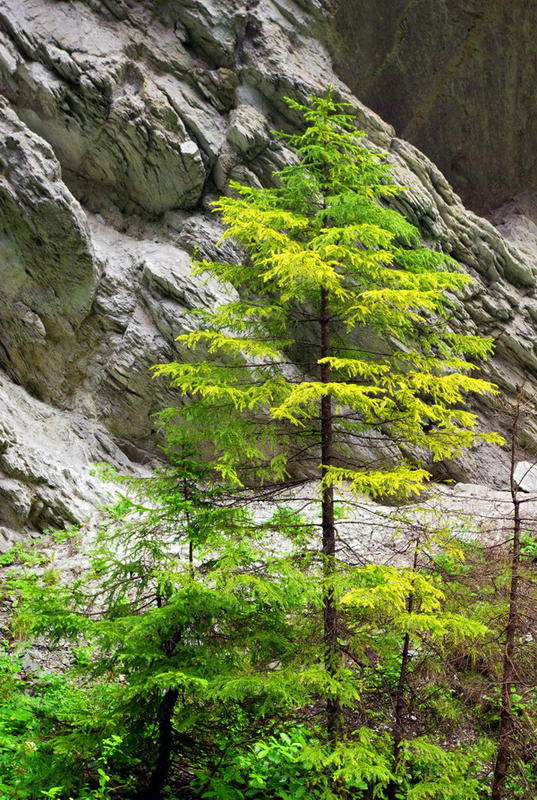 Tree (France / Haute-Savoie)