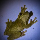 tree frog