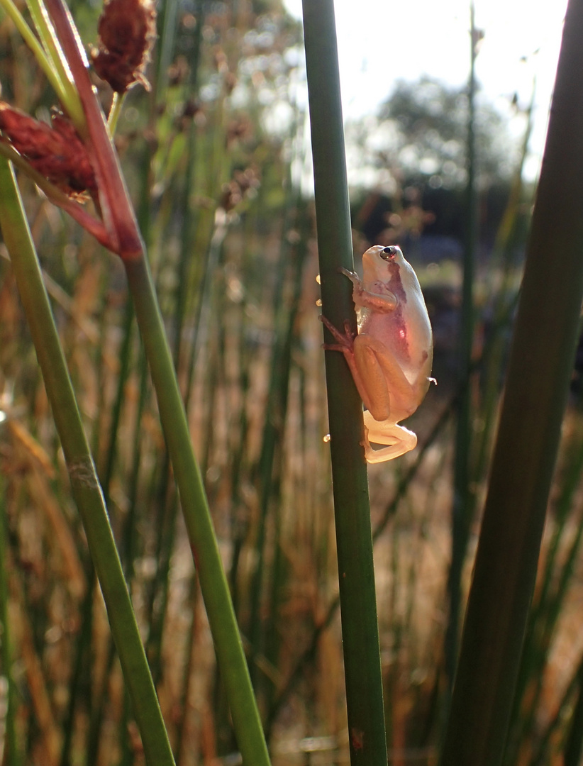 Tree frog