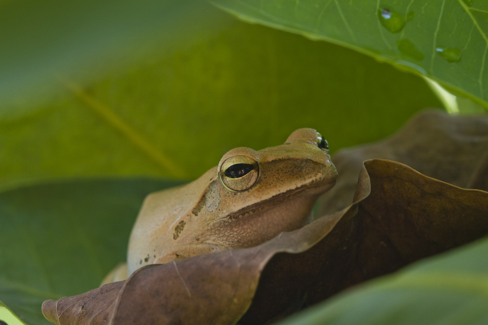 Tree frog