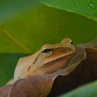 Tree frog