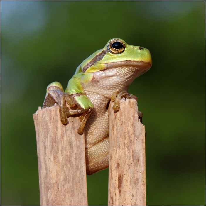 Tree-frog