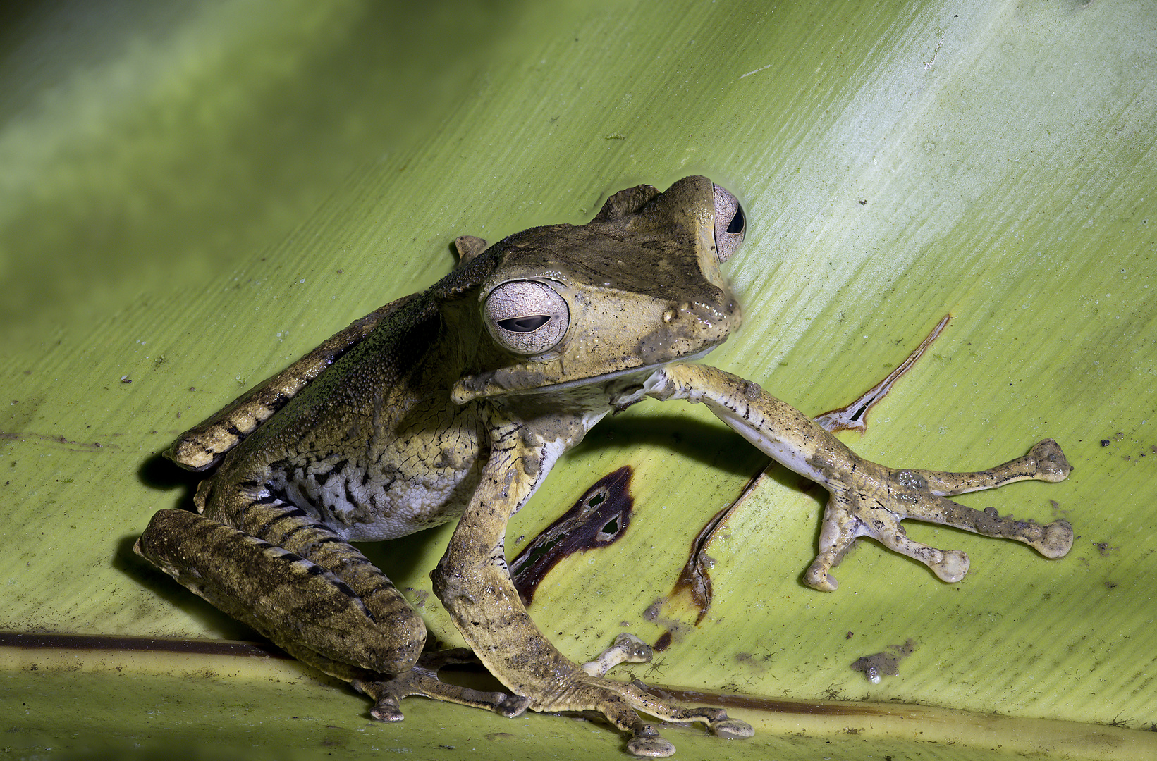 Tree Frog