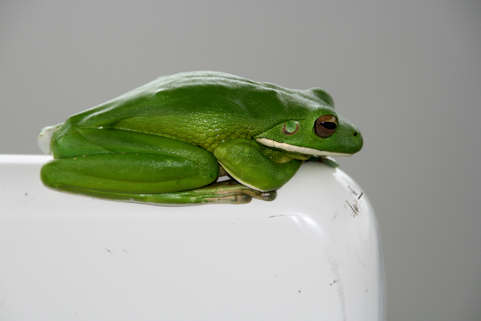 Tree frog, Australian rainforest