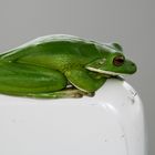 Tree frog, Australian rainforest