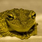 Tree Frog