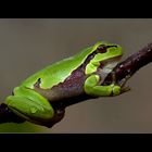 ..:: tree frog ::..