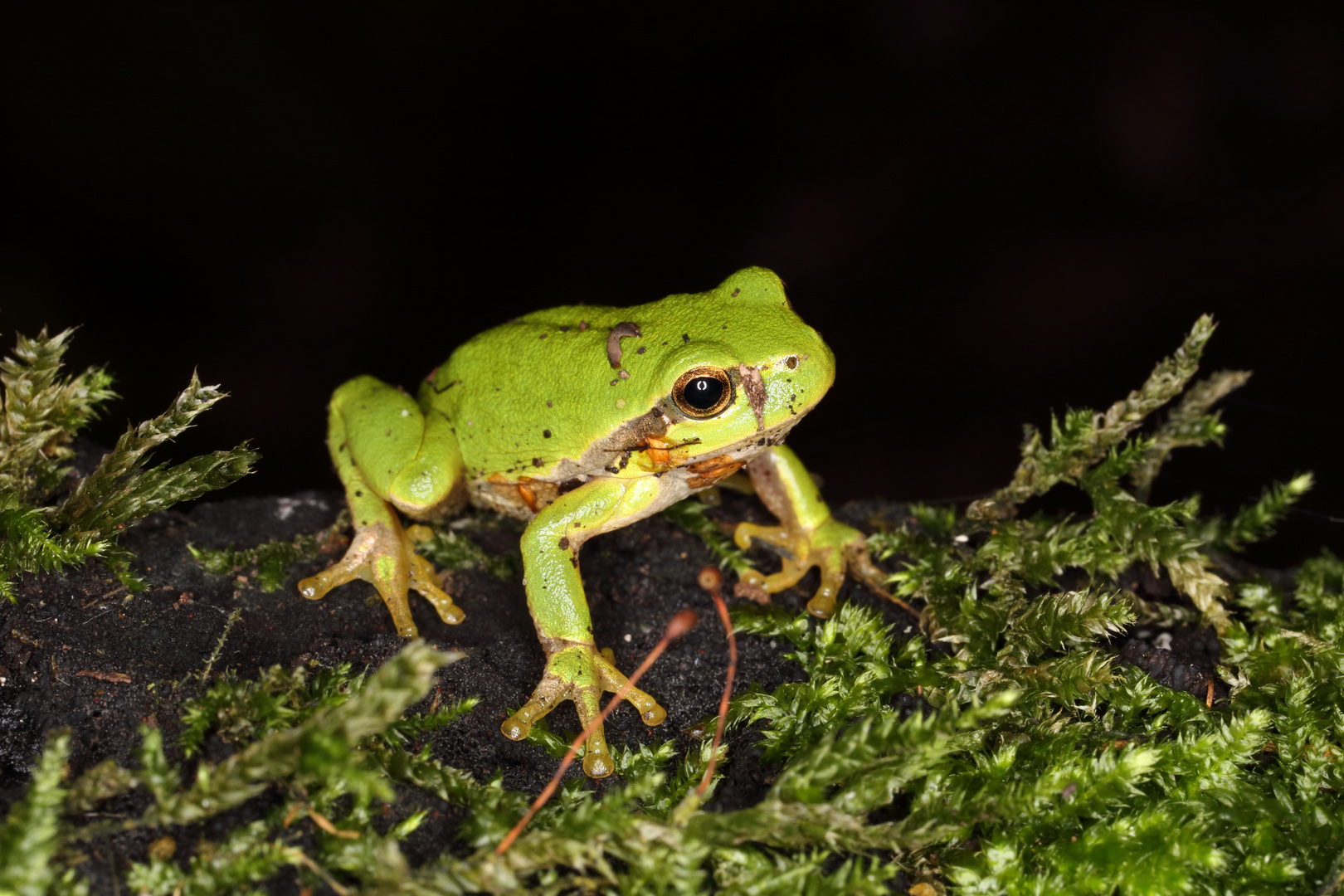 tree frog