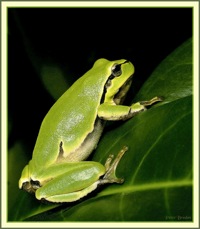 Tree Frog - Hyla Arborea