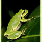 Tree Frog - Hyla Arborea