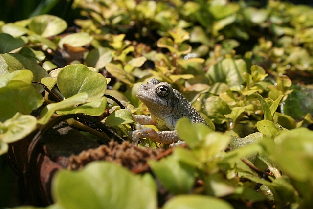 Tree Frog in Creeping Jenny