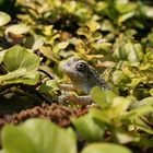 Tree Frog in Creeping Jenny