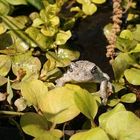 Tree Frog in Creeping Jenny