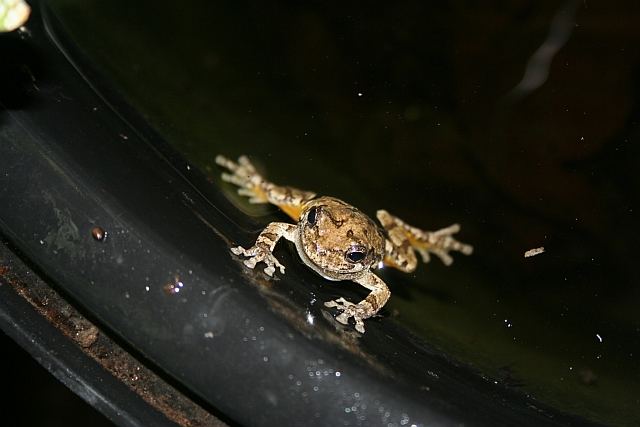 Tree Frog in the bath