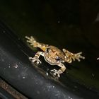 Tree Frog in the bath