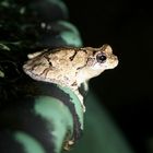 Tree Frog in the fountain