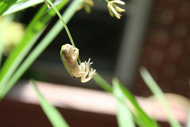 Tree Frog on Papyrus