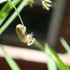 Tree Frog on Papyrus