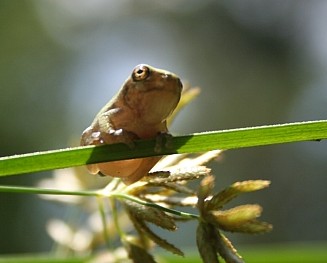 Tree frog youngster