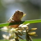 Tree frog youngster