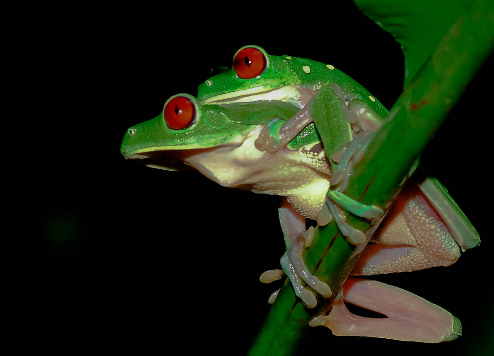 Tree frogs Costa Rica 07/09