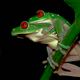 Tree frogs Costa Rica 07/09
