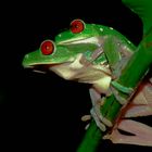 Tree frogs Costa Rica 07/09