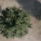 Tree from above