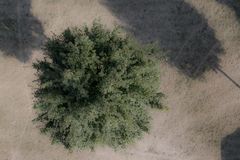 Tree from above