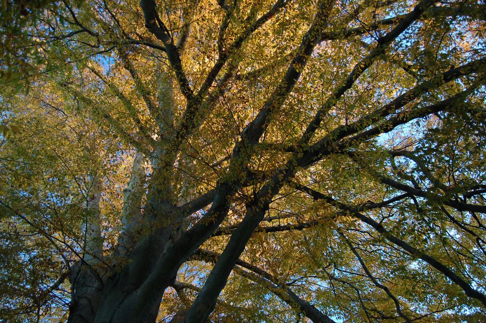 Tree from below