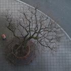 Tree from the top