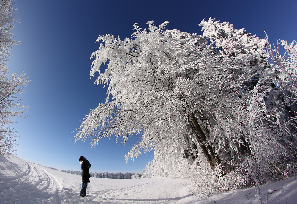 Tree-Frost