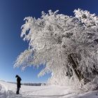 Tree-Frost