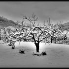 Tree Full Of Snow