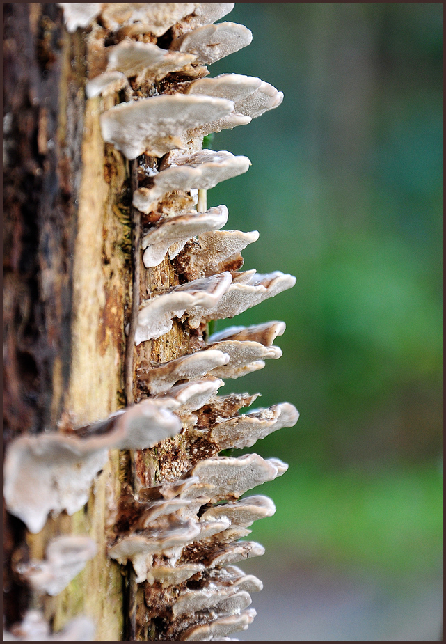 Tree Fungus