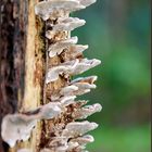 Tree Fungus