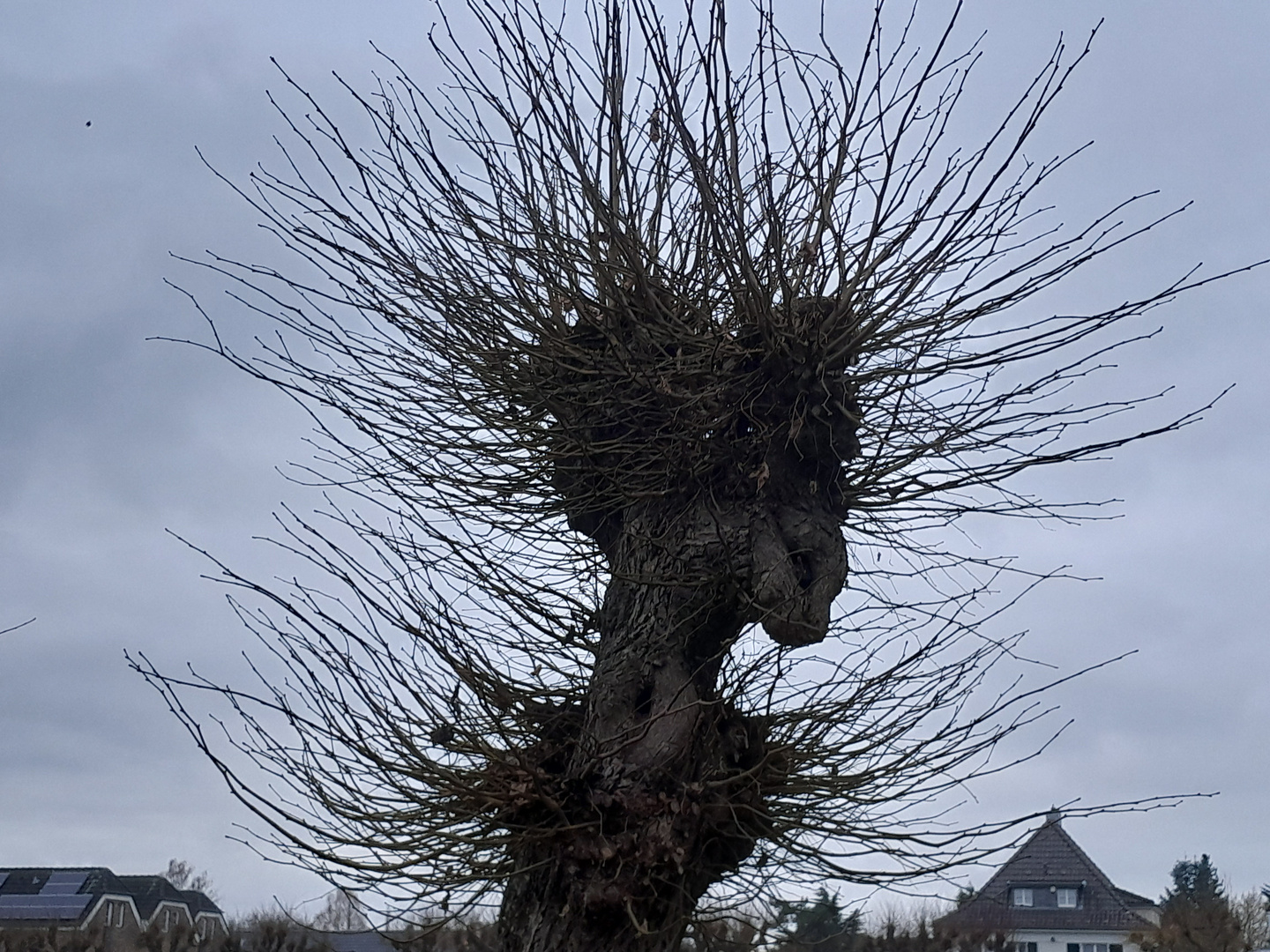 Tree Ghost