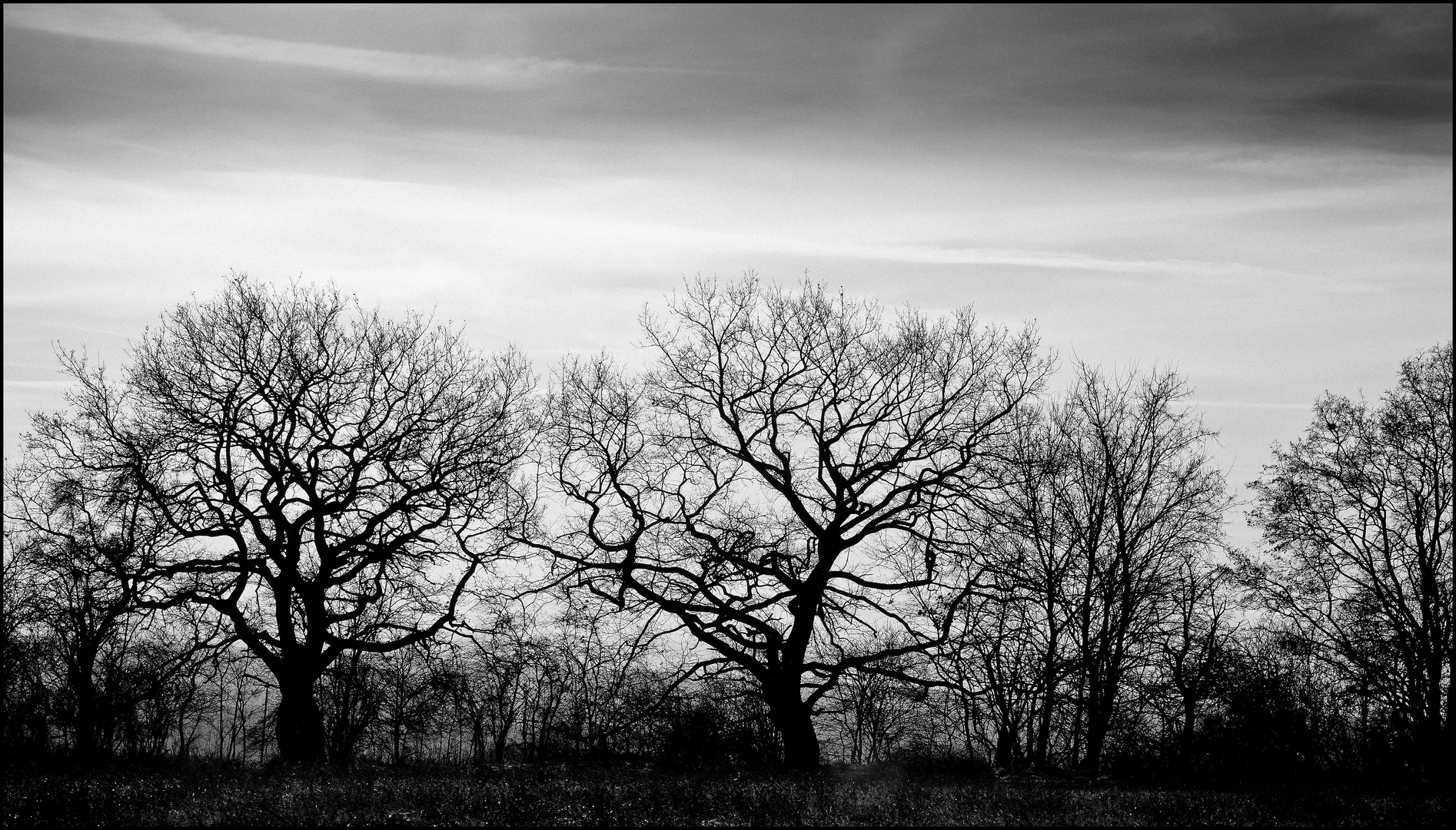 Tree Ghosts