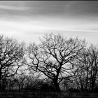 Tree Ghosts