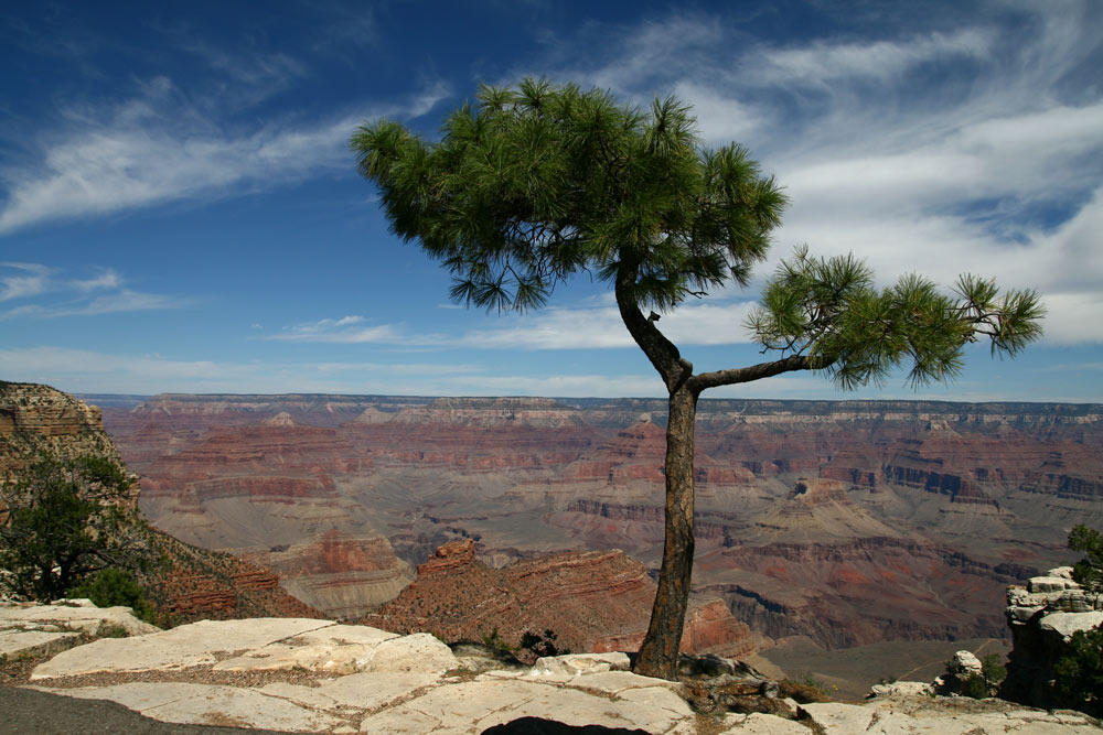 Tree @ Grand Canyon