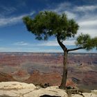 Tree @ Grand Canyon