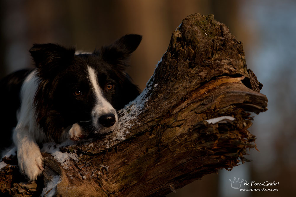 Tree Hanger